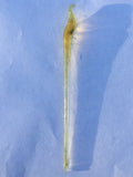 Cocktail Picks Surfside Sips